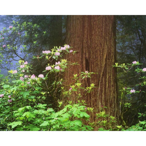 CA, Redwoods NP Blooming rhododendrons Gold Ornate Wood Framed Art Print with Double Matting by Flaherty, Dennis