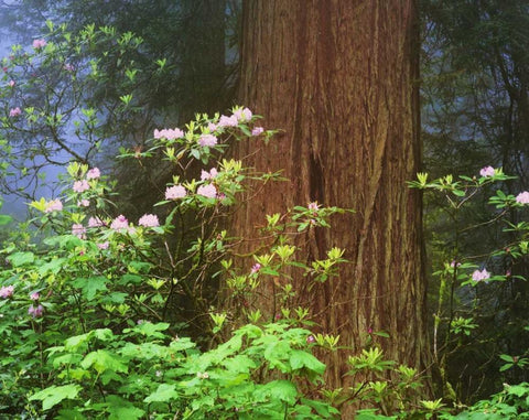 CA, Redwoods NP Blooming rhododendrons White Modern Wood Framed Art Print with Double Matting by Flaherty, Dennis