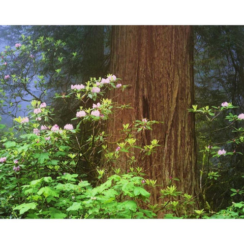 CA, Redwoods NP Blooming rhododendrons Black Modern Wood Framed Art Print by Flaherty, Dennis