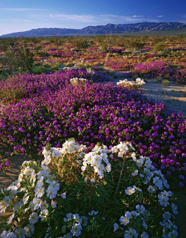 CA, Anza-Borrego SP Desert Wildflowers in bloom White Modern Wood Framed Art Print with Double Matting by Flaherty, Dennis