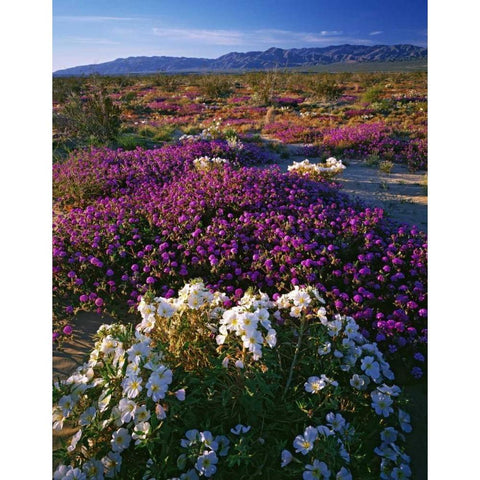 CA, Anza-Borrego SP Desert Wildflowers in bloom Gold Ornate Wood Framed Art Print with Double Matting by Flaherty, Dennis