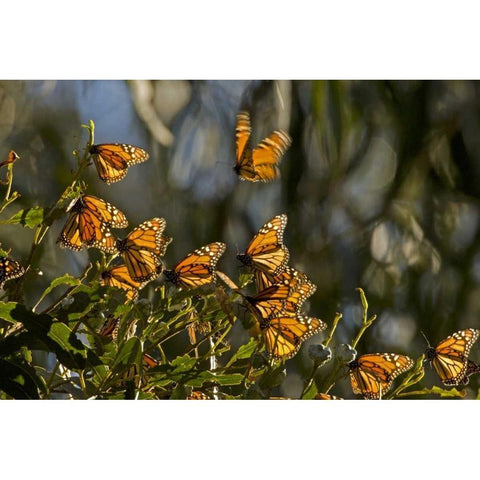 CA, San Luis Obispo Co, Monarch butterflies Black Modern Wood Framed Art Print by Illg, Cathy and Gordon