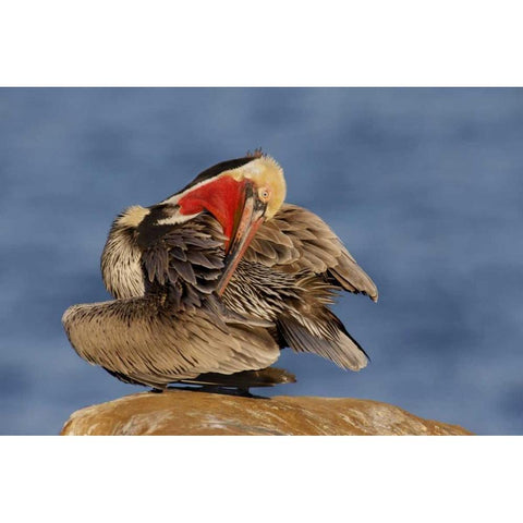 CA, La Jolla Pelican preens its feathers  Black Modern Wood Framed Art Print with Double Matting by Morris, Arthur