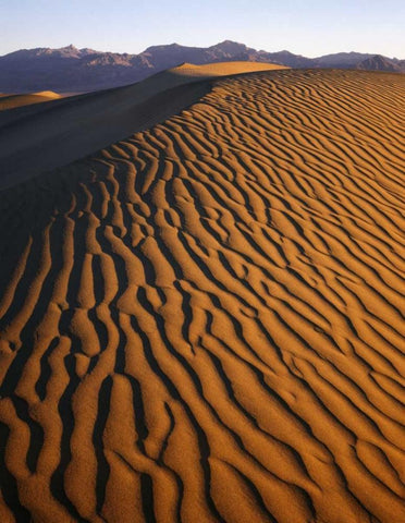 Patterns at Mesquite Sand dunes, Death Valley, CA White Modern Wood Framed Art Print with Double Matting by Flaherty, Dennis