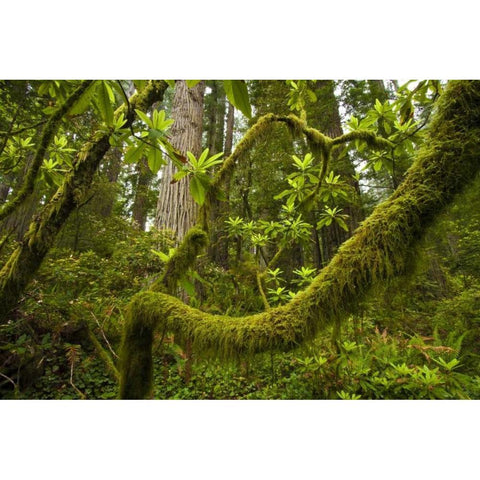 CA, Redwoods NP Rhododendron branches Black Modern Wood Framed Art Print by Illg, Cathy and Gordon