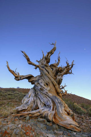 CA, White Mts Ancient bristlecone pine tree Black Ornate Wood Framed Art Print with Double Matting by Flaherty, Dennis