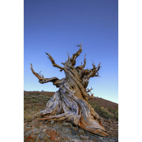 CA, White Mts Ancient bristlecone pine tree Black Modern Wood Framed Art Print by Flaherty, Dennis