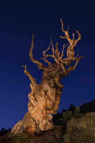 CA, White Mts Ancient bristlecone pine trees White Modern Wood Framed Art Print with Double Matting by Flaherty, Dennis