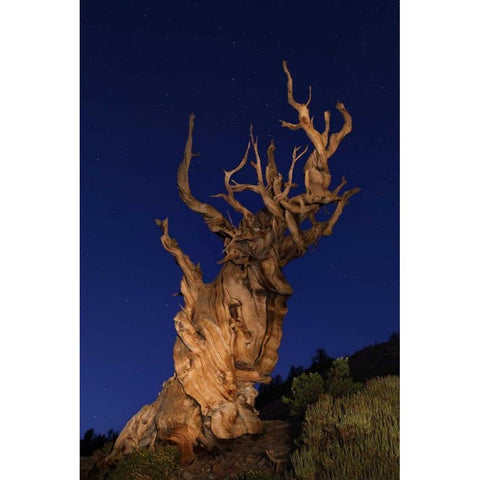 CA, White Mts Ancient bristlecone pine trees White Modern Wood Framed Art Print by Flaherty, Dennis