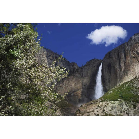 CA, Yosemite Apple tree and Upper Yosemite Falls Black Modern Wood Framed Art Print with Double Matting by Flaherty, Dennis