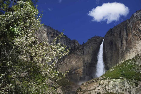 CA, Yosemite Apple tree and Upper Yosemite Falls White Modern Wood Framed Art Print with Double Matting by Flaherty, Dennis