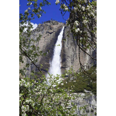 CA, Yosemite Apple tree and Upper Yosemite Falls White Modern Wood Framed Art Print by Flaherty, Dennis