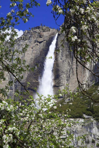 CA, Yosemite Apple tree and Upper Yosemite Falls Black Ornate Wood Framed Art Print with Double Matting by Flaherty, Dennis