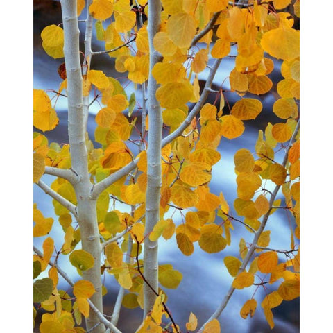CA, Bishop Autumn leaves on aspen tree White Modern Wood Framed Art Print by Flaherty, Dennis