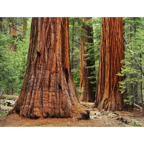 California, Yosemite NP Sequoia trees in forest Black Modern Wood Framed Art Print with Double Matting by Flaherty, Dennis