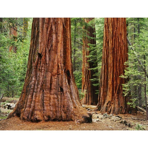 California, Yosemite NP Sequoia trees in forest White Modern Wood Framed Art Print by Flaherty, Dennis