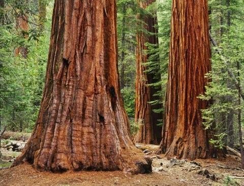 California, Yosemite NP Sequoia trees in forest White Modern Wood Framed Art Print with Double Matting by Flaherty, Dennis