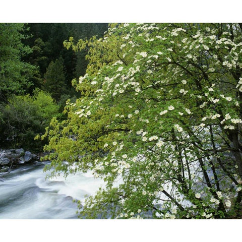 CA, Yosemite Flowering dogwood along the River Black Modern Wood Framed Art Print with Double Matting by Flaherty, Dennis