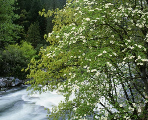 CA, Yosemite Flowering dogwood along the River Black Ornate Wood Framed Art Print with Double Matting by Flaherty, Dennis