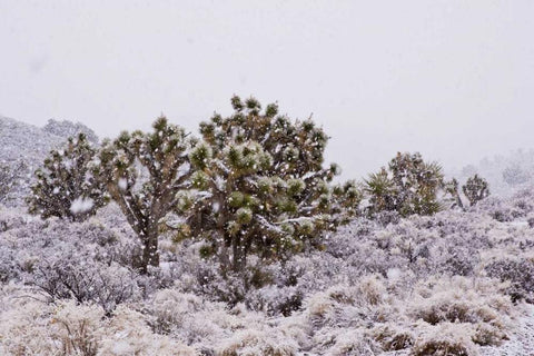 CA, Yucca brevifolia, Joshua trees in snowfall White Modern Wood Framed Art Print with Double Matting by Illg, Cathy and Gordon
