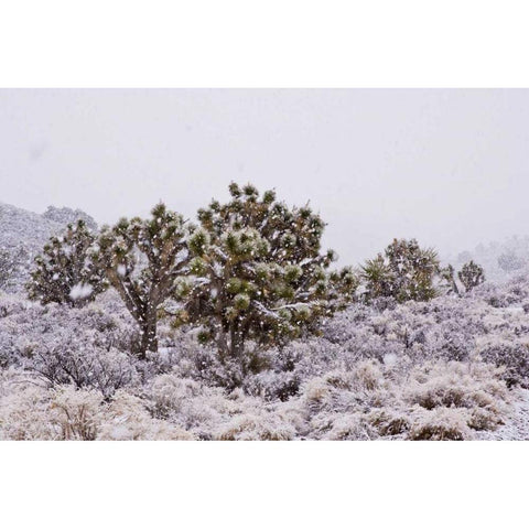 CA, Yucca brevifolia, Joshua trees in snowfall Black Modern Wood Framed Art Print by Illg, Cathy and Gordon