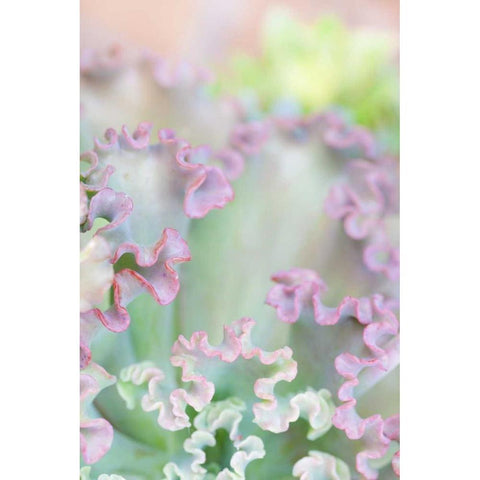 California, San Diego Abstract of succulent White Modern Wood Framed Art Print by Paulson, Don