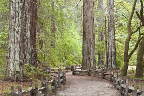 CA, Big Basin Redwoods SP, Trail through redwoods Black Ornate Wood Framed Art Print with Double Matting by Paulson, Don