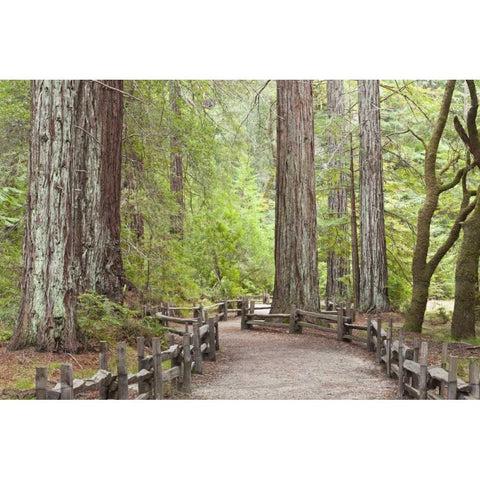 CA, Big Basin Redwoods SP, Trail through redwoods White Modern Wood Framed Art Print by Paulson, Don