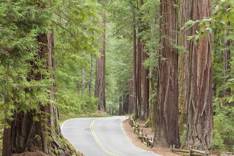 CA, Road through redwoods in Big Basin Redwoods Black Ornate Wood Framed Art Print with Double Matting by Paulson, Don