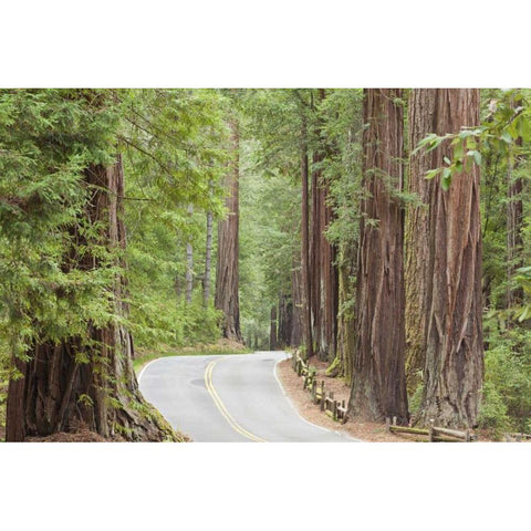 CA, Road through redwoods in Big Basin Redwoods Black Modern Wood Framed Art Print by Paulson, Don