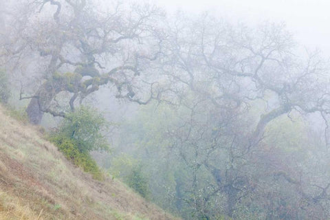California, Henry W Coe SP Morning fog in park White Modern Wood Framed Art Print with Double Matting by Paulson, Don