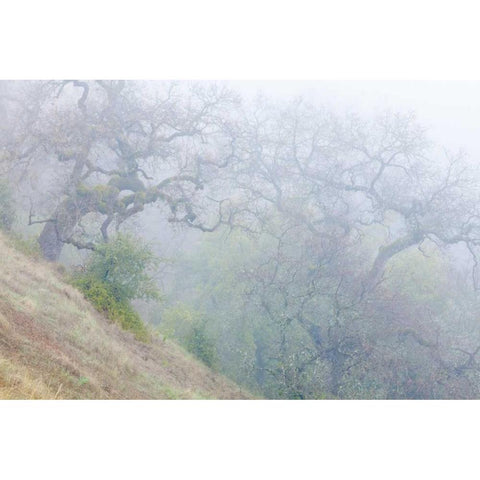 California, Henry W Coe SP Morning fog in park Black Modern Wood Framed Art Print by Paulson, Don