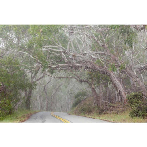 California Tree-lined road to Montana de Oro SP Black Modern Wood Framed Art Print with Double Matting by Paulson, Don