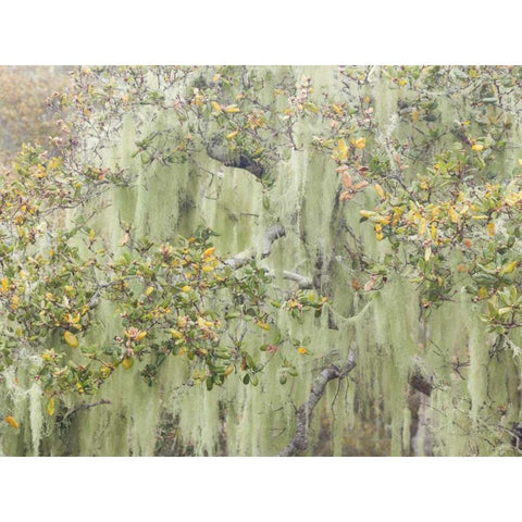 CA, Los Osos Oaks State Reserve Lichens on oak White Modern Wood Framed Art Print by Paulson, Don