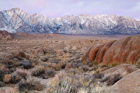 California Lone Pine Peak and Mt Whitney Black Ornate Wood Framed Art Print with Double Matting by Paulson, Don