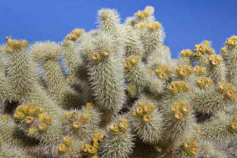 California, Joshua Tree NP Cholla cactus Black Ornate Wood Framed Art Print with Double Matting by Paulson, Don