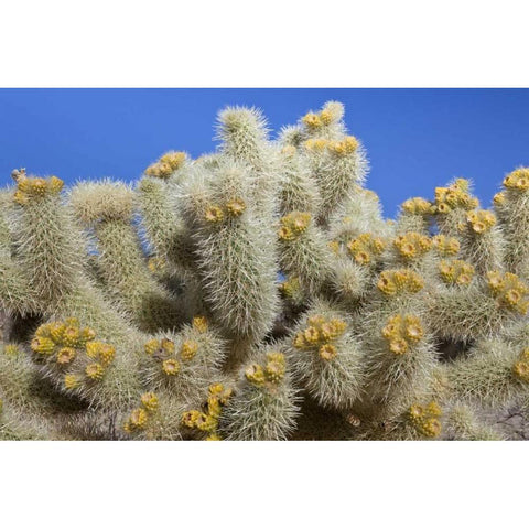 California, Joshua Tree NP Cholla cactus White Modern Wood Framed Art Print by Paulson, Don