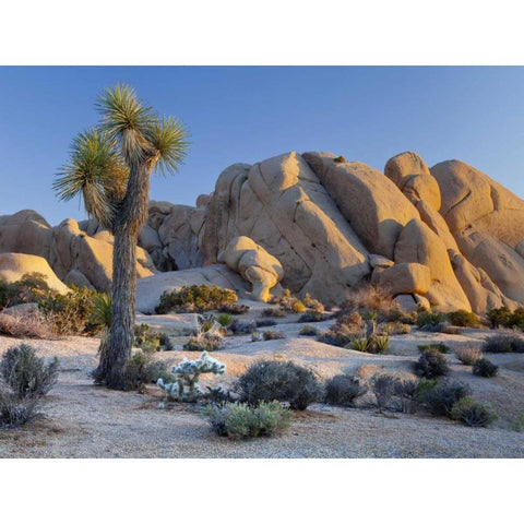 CA, Joshua Tree NP Joshua tree and boulders Gold Ornate Wood Framed Art Print with Double Matting by Paulson, Don
