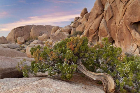 California, Joshua Tree NP Wind-blown juniper Black Ornate Wood Framed Art Print with Double Matting by Paulson, Don