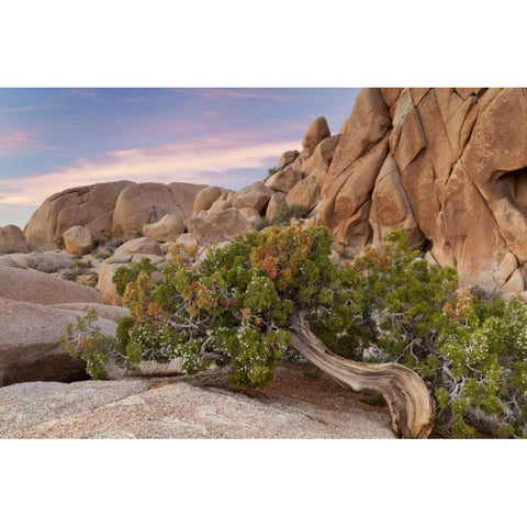 California, Joshua Tree NP Wind-blown juniper Black Modern Wood Framed Art Print by Paulson, Don