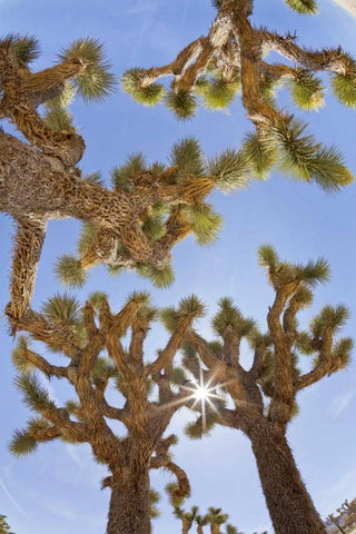 CA, Joshua Tree NP Sunburst through Joshua trees White Modern Wood Framed Art Print with Double Matting by Paulson, Don