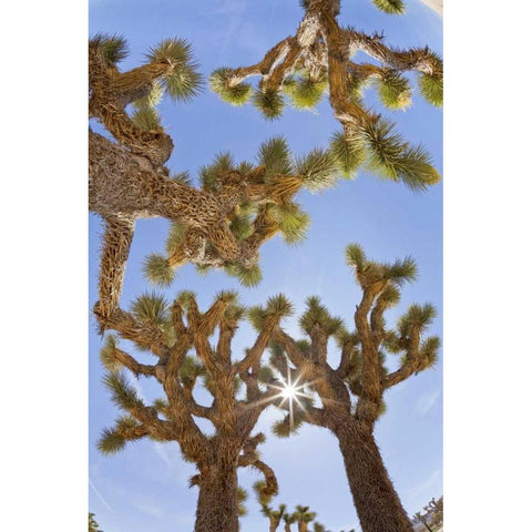 CA, Joshua Tree NP Sunburst through Joshua trees Black Modern Wood Framed Art Print by Paulson, Don
