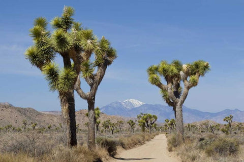 CA, Joshua Tree NP Joshua trees and mountains Black Ornate Wood Framed Art Print with Double Matting by Paulson, Don