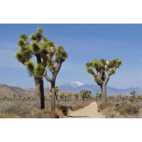 CA, Joshua Tree NP Joshua trees and mountains Black Modern Wood Framed Art Print by Paulson, Don
