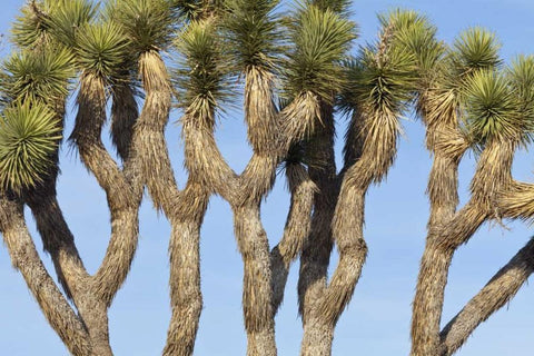 CA, Joshua Tree NP Joshua trees against the sky White Modern Wood Framed Art Print with Double Matting by Paulson, Don