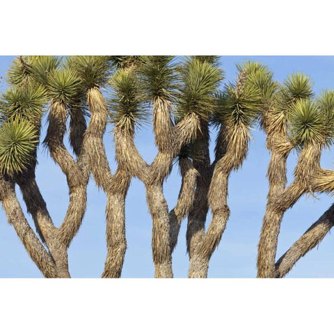 CA, Joshua Tree NP Joshua trees against the sky Black Modern Wood Framed Art Print by Paulson, Don