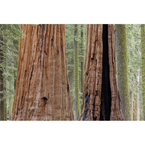 CA, Sequoia NP Giant sequoia trees in forest Black Modern Wood Framed Art Print with Double Matting by Paulson, Don