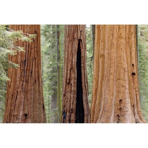 CA, Sequoia NP Trunks of giant sequoia trees Black Modern Wood Framed Art Print with Double Matting by Paulson, Don