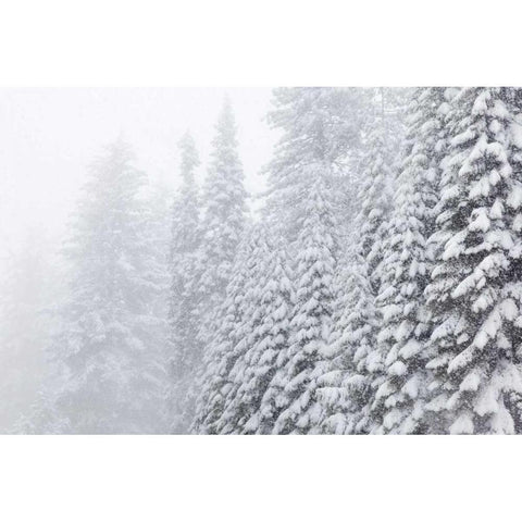 USA, California, Oakhurst Fir trees in snowfall Black Modern Wood Framed Art Print by Paulson, Don