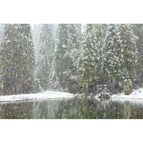 CA, Oakhurst Fir trees reflect in pond in winter Black Modern Wood Framed Art Print by Paulson, Don